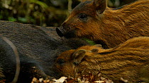 Wild boar (Sus scrofa) piglets suckling from mother, female chases one away, Forest of Dean, Gloucestershire, England, UK, May.