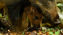 Female Wild boar (Sus scrofa) and piglets feeding, Forest of Dean, Gloucestershire, England, UK, May.