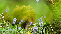 Tracking shot of a Wild boar (Sus scrofa) piglet feeding on Bluebells (Hyacinthoides non-scripta), Forest of Dean, Gloucestershire, England, UK, May.