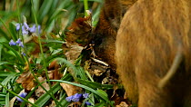 Wild boar (Sus scrofa) piglet feeding on Bluebell (Hyacinthoides non-scripta) bulbs, Forest of Dean, Gloucestershire, England, UK, May.
