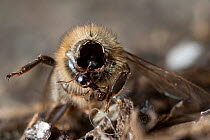 Honeybee (Apis melifera) carcass discarded by Beewolf (Philanthus triangulum)  Budapest, Hungary, July.