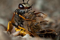 European beewolf (Philanthus triangulum) injecting bee with paralysing agent, Budapest, Hungary
