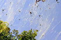 Golden orb spiders (Nephila sp) on the shores of Lake Er Hai. Dali, Yunnan, China.