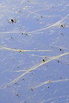 Golden orb spiders (Nephila sp) on the shores of Lake Er Hai. Dali.