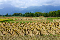 Harvested rice fields around the town of Dali, Yunnan, China. September 2016.