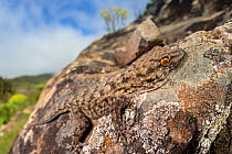 La Gomera gecko (Tarentola gomerensis) camouflaged on a lichen-encrusted rock. Endemic species, La Gomera, Canary Islands. March.