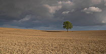 Walnut tree (Juglans regia) in the middle of a wheat field, Viller Le Sec, Picardy, France. August