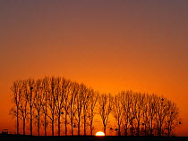 Line of Black poplar trees  (Populus nigra) at sunset, Surfontaine, Picardy, France.