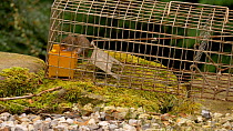 Bank vole (Myodes glareolus) stealing peanuts from a humane trap, Carmarthenshire, Wales, UK. October.