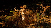 Melanistic male Fallow deer (Dama dama) feeding in woodland, shakes antlers in dead bracken fronds, Carmarthenshire, Wales, UK. October.