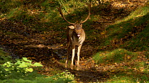 Melanistic male Fallow deer (Dama dama) in woodland, panting and drinking from a puddle, Carmarthenshire, Wales, UK. October.
