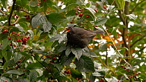 Female Blackbird (Turdus merula) with black beak eating viburnum berries, Carmarthenshire, Wales, UK. October.