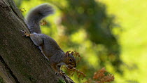 Grey squirrel (Sciurus carolinensis) on tree trunk, flicking its tail as a predator alarm, Carmarthenshire, Wales, UK. October.