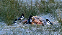 Magpie (Pica pica) feeding on a dead sheep, Carmarthenshire, Wales, UK. November.