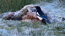 Magpie (Pica pica) feeding on a dead sheep, Carmarthenshire, Wales, UK. November.