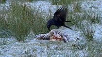 Raven (Corvus corax) and Magpies (Pica pica) feeding on a dead sheep, Carmarthenshire, Wales, UK. November.
