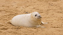 Grey seal (Halichoerus grypus) pup playing with a small piece of wood on a beach, Norfolk, England, UK. December.