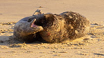 Pair of Grey seals (Halichoerus grypus) mating on a beach, Norfolk, England, UK. December.