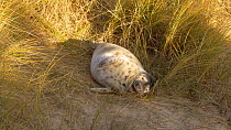 Grey seal (Halichoerus grypus) pup sheltering amongst sand dunes and Maram grass (Ammophila) whilst its mother is away feeding, Norfolk, England, UK. December.