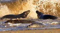 Two male Grey seals (Halichoerus grypus) fighting in surf, with a female and juvenile nearby, Norfolk, England, UK. December.