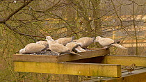 Group of Collared doves (Streptopelia decaocto) feeding from a birdtable, Norfolk, England, UK. December.