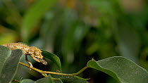 Juvenile Jackson's chameleon (Chamaeleo jacksonii xantholophus) feeding, flicking tongue to catch insects. Captive.