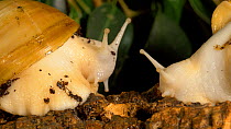 Two Giant african snails (Achatina fulica) emerging from their shells and looking around, UK. Captive.