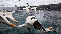 Gannets (Sula bassana) diving into water, hunting for fish, Shetland, UK, July.