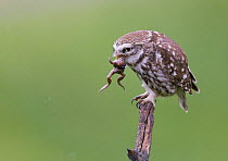 Little Owl (Athene noctua) with frog prey in its beak, Hungary, May.