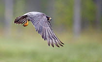 Peregrine falcon (Falco peregrinus) flying, Vaala, Finland, June.