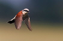 Red-backed Shrike (Lanius collurio) flying, Hungary, May.