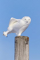 Snowy Owl (Bubo scandiaca) male stretching leg, Canada, February.