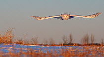 Snowy Owl (Bubo scandiaca) female flying low, Canada, February.