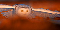Close up of Snowy Owl (Bubo scandiaca) female flying low, Canada, February.