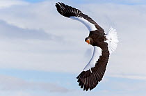Steller's Sea Eagle (Haliaeetus pelagicus) flying, Hokkaido, Japan, February.