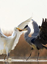 Great White Egret (Ardea alba) and Grey Heron (Ardea cinerea) fighting over fish prey, Hungary, January. Sequence 1/2.