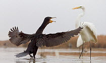 Cormorant (Phalacrocorax carbo) in aggressive display, fighting over food with a Great White Egret (Ardea alba), Hungary, January.