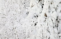 Hazel Grouse (Tetrastes bonasia) in snow covered trees, Suomussalmi, Finland, January.