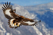 Golden Eagle (Aquila chrysaetos) juvenile in flight, Norway, November.