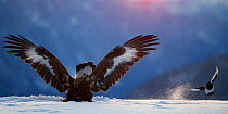 Golden Eagle (Aquila chrysaetos) juvenile landing in snow, interacting with a Magpie (Pica pica), Norway, November.