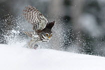 Pygmy Owl (Glaucidium passerinum) taking off in snow, Kuusamo, Finland, February.