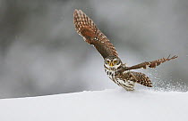 Pygmy Owl (Glaucidium passerinum) landing in snow, Kuusamo, Finland, February.
