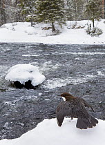Dipper (Cinclus cinclus) beside river  in snow, drying wings, Kuusamo, Finland, March.