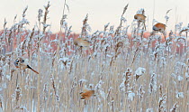 Bearded Tits / Reedlings (Panurus biarmicus) feeding on reeds covered in snow, Helsinki, Finland, January.