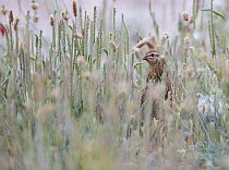Quail (Coturnix coturnix) male in grass, Spain, May.
