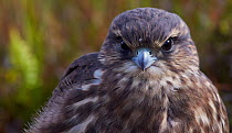 Merlin (Falco columbarius) portrait, Sheltand, UK, July.