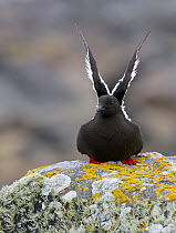 Black Guillemot (Cepphus grylle) resting on rock, stretching wings, Shetland, UK, July.