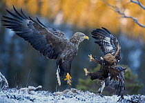 White-tailed Eagle (Haliaeetus albicilla) and Golden Eagle (Aquila chrysaetus) fighting, Norway, January.