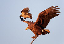 Hooded Crow (Corvus corone cornix) attacking a White-tailed Sea Eagle (Haliaetus albicilla), Hungary, January.