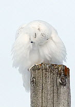 Snowy Owl (Bubo scandiaca) male preening feathers on a post, Canada, February.